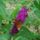 Lepkek_7_1183749_4585_t