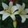 Liliom-014_1183019_8674_t