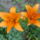 Liliom-015_1183018_1932_t