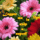 Napos_1004874_6121_n_1183466_5804_t