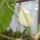 Flodendron_virag_1137522_4063_n_1184032_2333_t