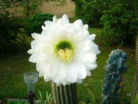 Kaktuszvirág 3