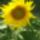 Napraforgo_virag-001_1185072_8079_t