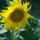 Napraforgo_virag_1185070_7685_t