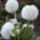 Primula_denticulata_alba_1185457_7753_t