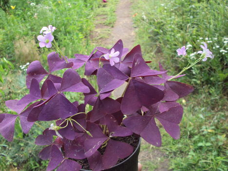 kertünkből 2011