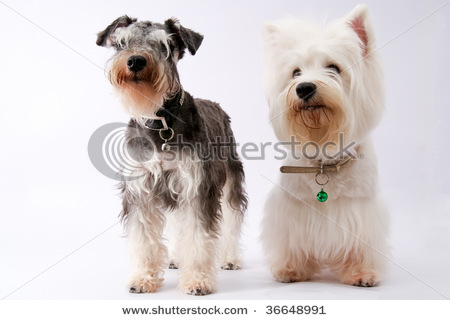 Schnauzer és Westie