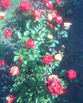 Kép018(keddvenc virágom a rózsa,nálunk.)