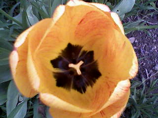 Virágok a kertünkben 1