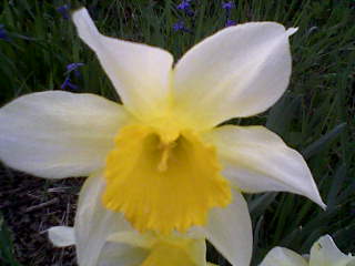 Virágok a kertünkben 8