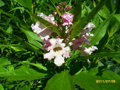 trombitafa virága