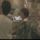 Bscap59_1189075_5023_t