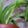 Nyar_10_1189147_3065_t