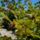 Nyar_12_1189149_6949_t