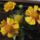 Nyar_20_1189157_5093_t
