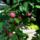 Nyar_21_1189158_6529_t