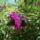 Nyar_25_1189162_7066_t