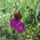 Nyar_2_1189139_9854_t