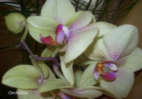 Orchidea