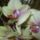Orchidea-003_1189919_3952_t