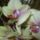 Orchidea_1189992_2170_t