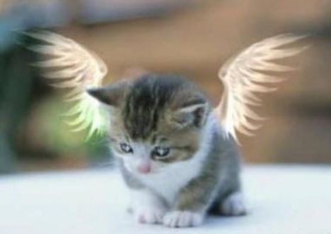 cica angyal