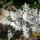 Cineraria_1018981_3188_t