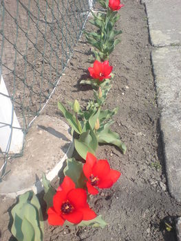 DSC01288Korai törpe tulipán