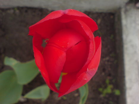 DSC01540most nyilló tulipánom