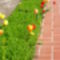 dunafödvár 4 sövény és tulipán