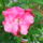 Elso_leander_virag_1180818_2025_t
