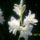 Feher_liliom_1018974_5243_t