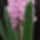 Jacint_1108504_7044_t