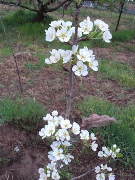 kertünkből 2011