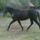 Lovas_kep_1-002_1018942_8477_t