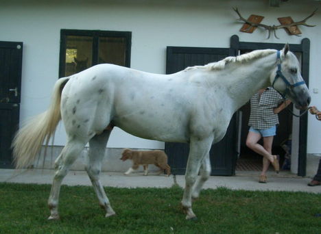 lovas kép 8