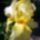 Noszirom_irisz_1018549_9153_t