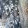 Poecilotheria_regalis_01_1108453_6091_t