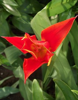 Tuipán