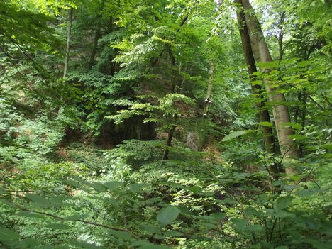 DSCF0711