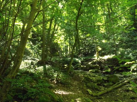 DSCF0728