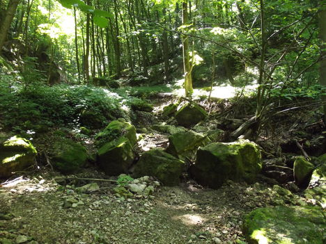 DSCF0729