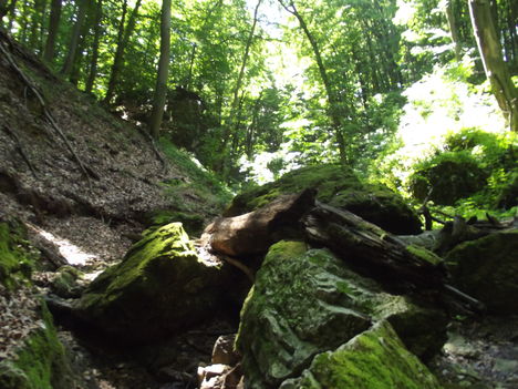 DSCF0741