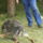 Falunap_182_1192215_5367_t