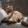 Naplemente_berci_es_artatlan_aldozata_el_4_1192841_1652_t