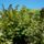 Naplemente_berci_es_artatlan_aldozata_el_7_1192847_4877_t