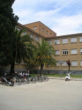 A Természettudományi Kar - pálmafa és biciklik az egyetem előtt