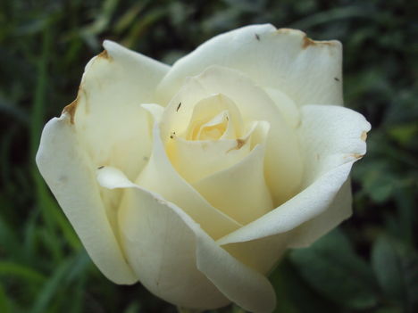 kertünkből 2011