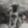 Kolyokkent_1195062_2921_t