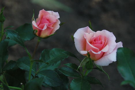 Mini rózsa, más néven szoba rózsa